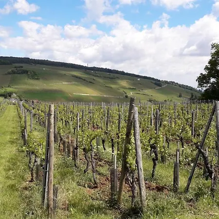 Au Coeur Des Vignes *